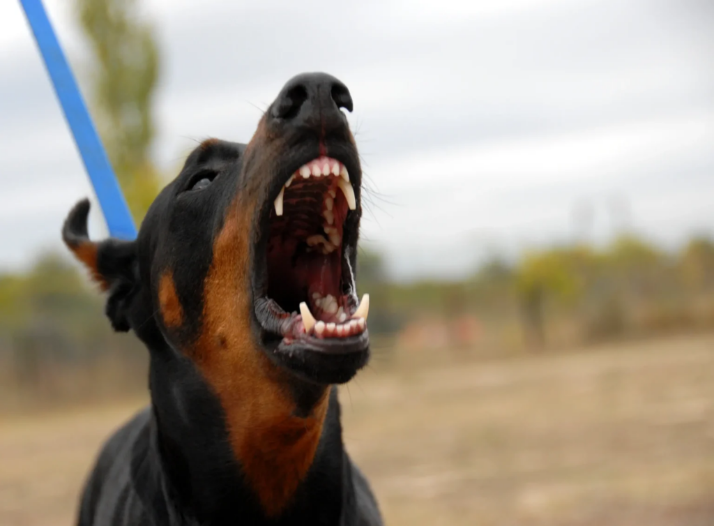 Understanding Dog Bite & Animal Attack Claims